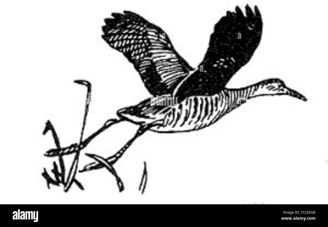 Il Rallus elegans è un grande uccello che vive nelle zone umide del Nord America. È spesso avvistato nelle paludi ed è noto per il suo richiamo distintivo. Foto Stock