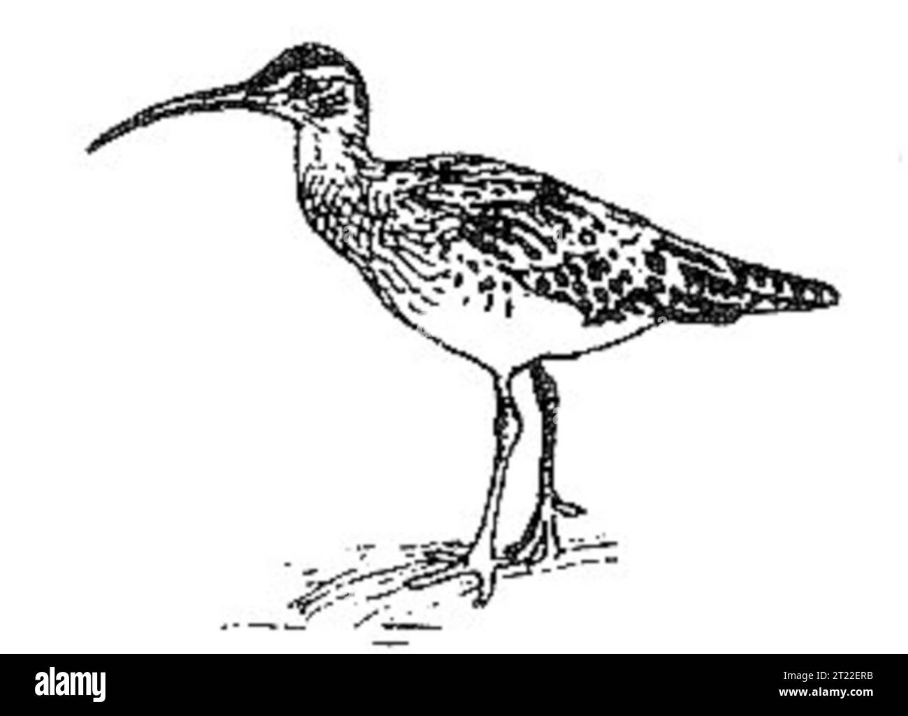 Il riccio dalle setole è uno shorebird con caratteristiche distintive come gambe lunghe e becco curvo. Questa specie migra per lunghe distanze, riproducendosi nell'Artico e svernando nelle isole del Pacifico. Foto Stock