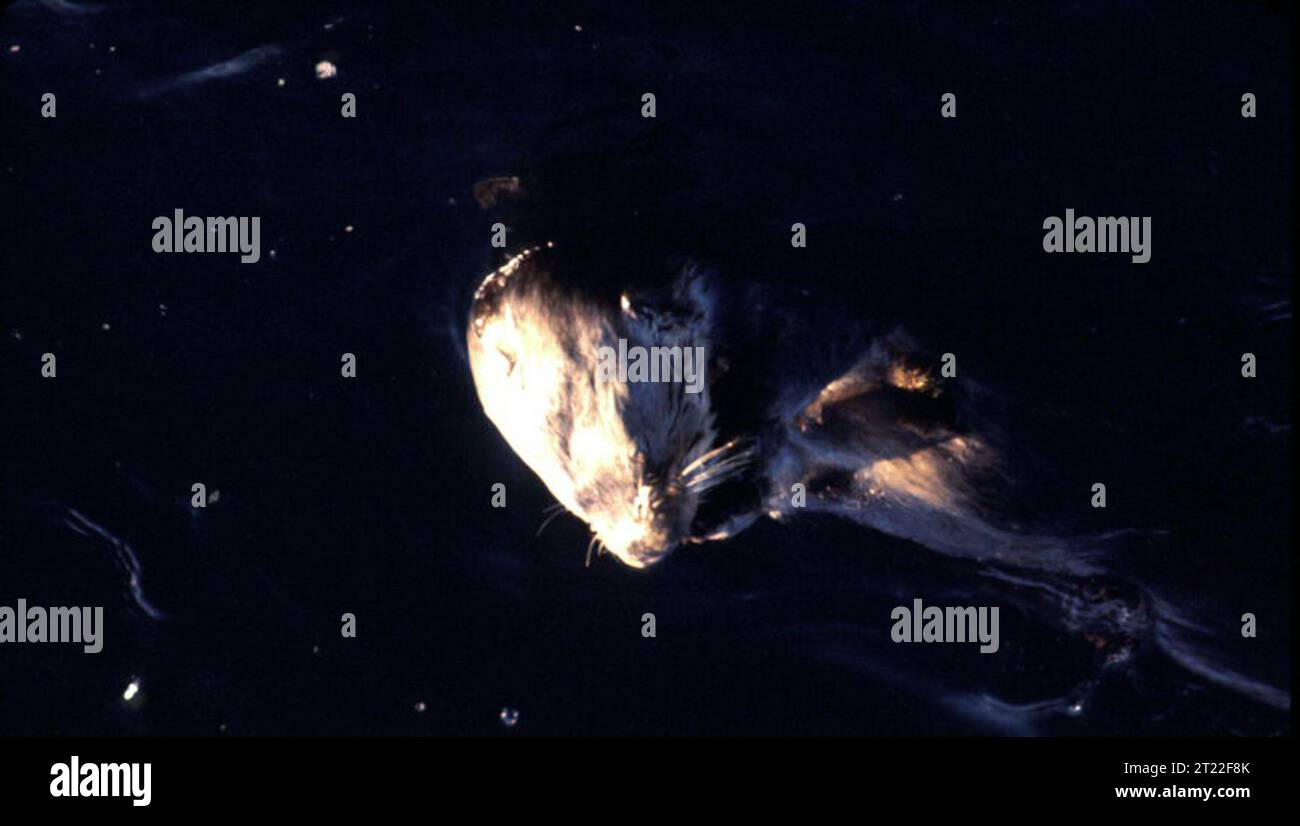 Una lontra di mare galleggia sulle sue spalle nelle acque costiere, un mammifero marino noto per l'uso di strumenti per aprire i molluschi e mantenere gli ecosistemi della foresta delle alghe. Foto Stock