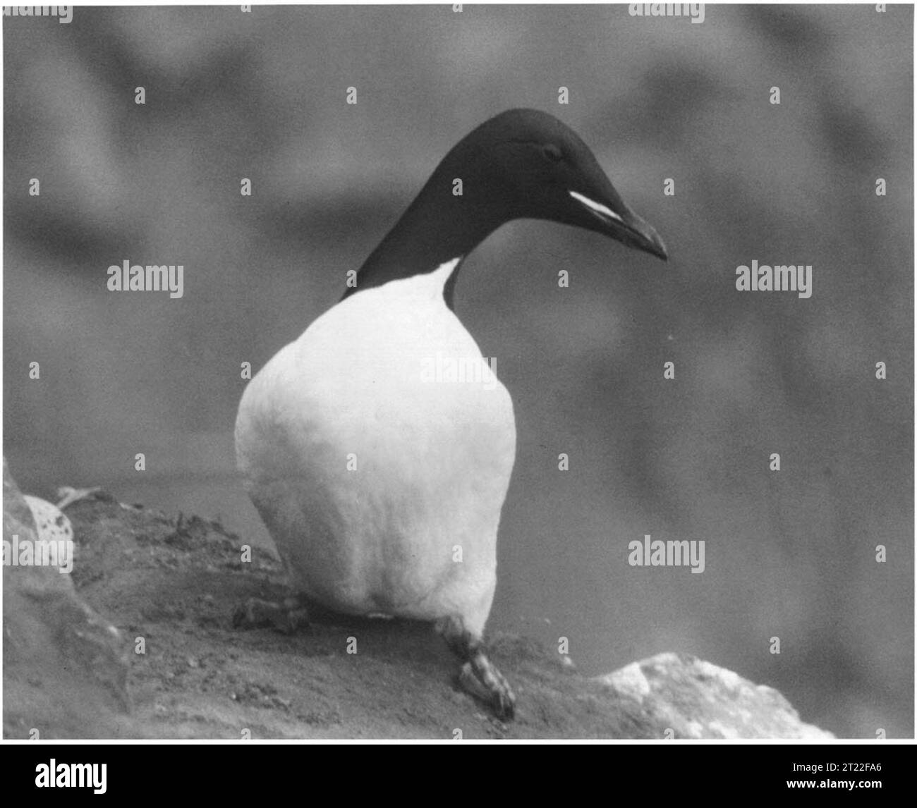 Un murro dai toni spessi, un uccello marino del Pacifico settentrionale, si trova sulle scogliere rocciose costiere delle Isole Aleutine, Alaska. Si nutre di pesci e invertebrati marini. Foto Stock