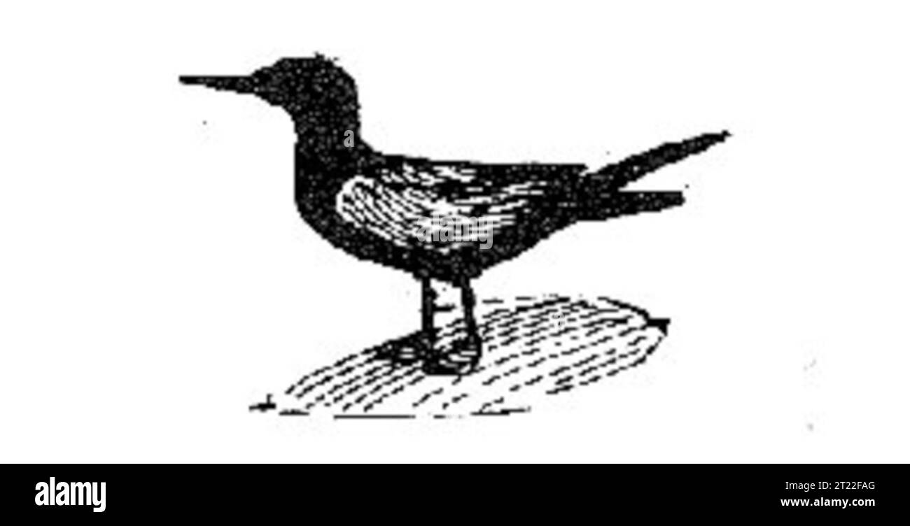 Un'illustrazione di un Black Tern raffigura questo piccolo e grazioso uccello paludoso noto per il suo piumaggio scuro e le ali sottili. La specie si riproduce in zone umide d'acqua dolce in tutto il Nord America. Foto Stock