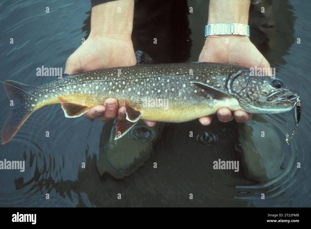 Un pescatore cattura una trota di lago (Salvelinus namaycush), una specie originaria dei laghi d'acqua dolce freddi del Nord America. Questi pesci di grandi dimensioni sono popolari nella pesca ricreativa per le loro dimensioni e la loro sfida. Posizione: Alaska. Foto Stock