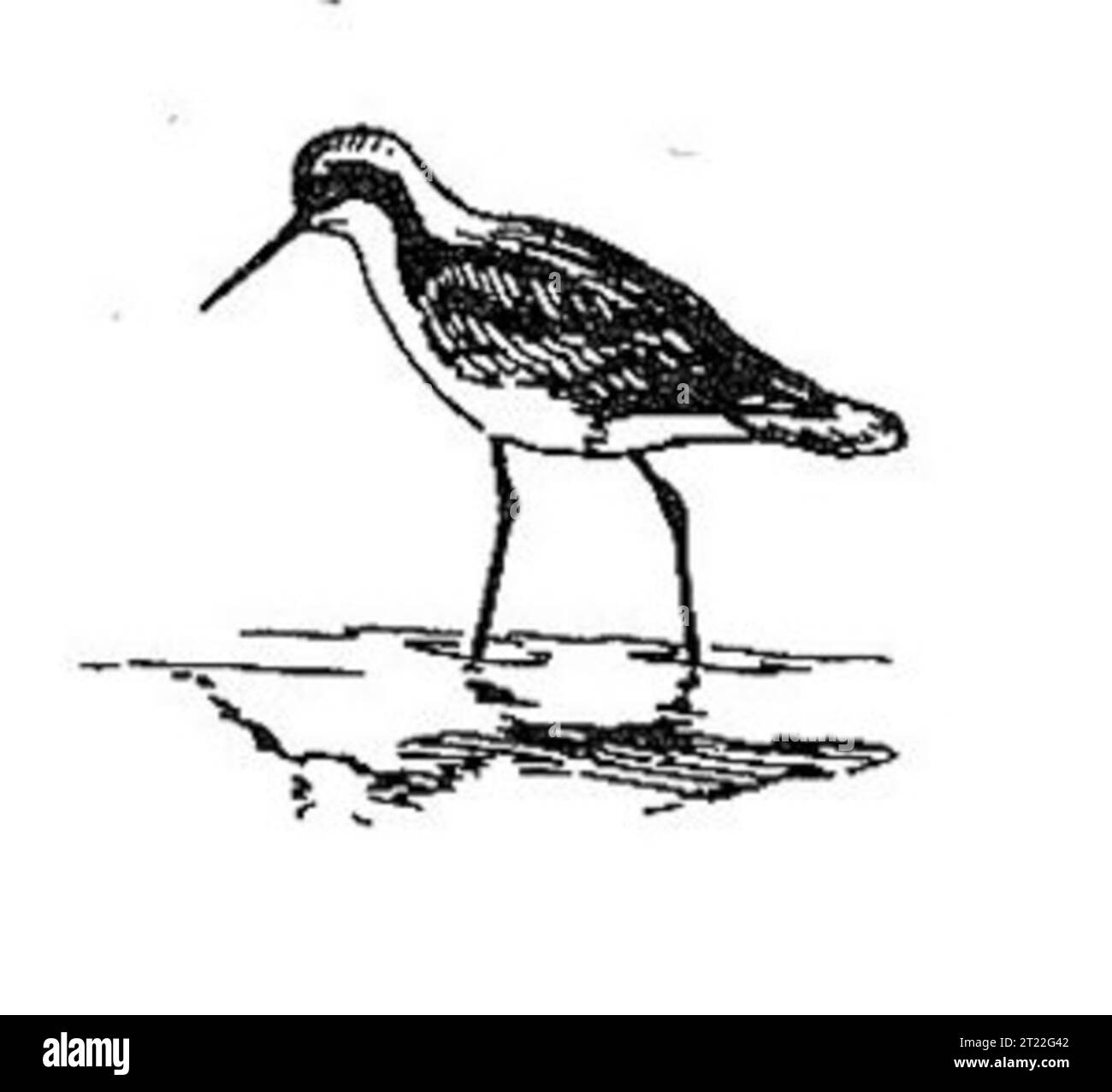 Un'illustrazione di Phalarope di Wilson, un piccolo shorebird noto per il suo comportamento distintivo e i suoi modelli migratori. Questi uccelli da guado sono spesso visti nelle zone umide dove si nutrono di invertebrati in acque poco profonde. Foto Stock