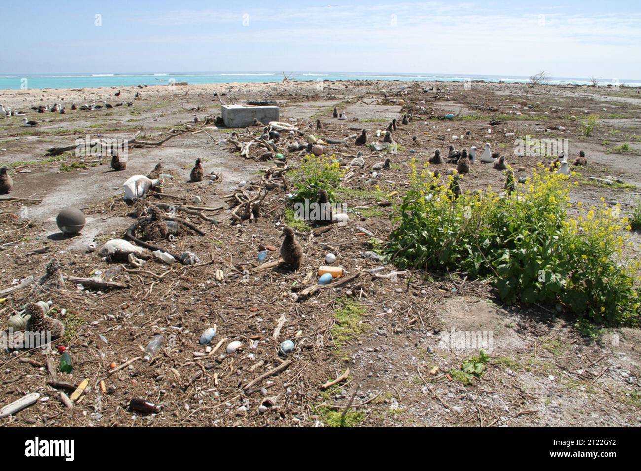 Lo tsunami che ha colpito l'Isola Orientale ha sparso pulcini in tutta l'area, lasciando una scena di devastazione. Il terremoto al largo del Giappone ha innescato il disastro, colpendo sia la fauna selvatica che i loro habitat. Il Midway Atoll National Wildlife Refuge, un sito critico di nidificazione, ha visto danni significativi. Foto Stock