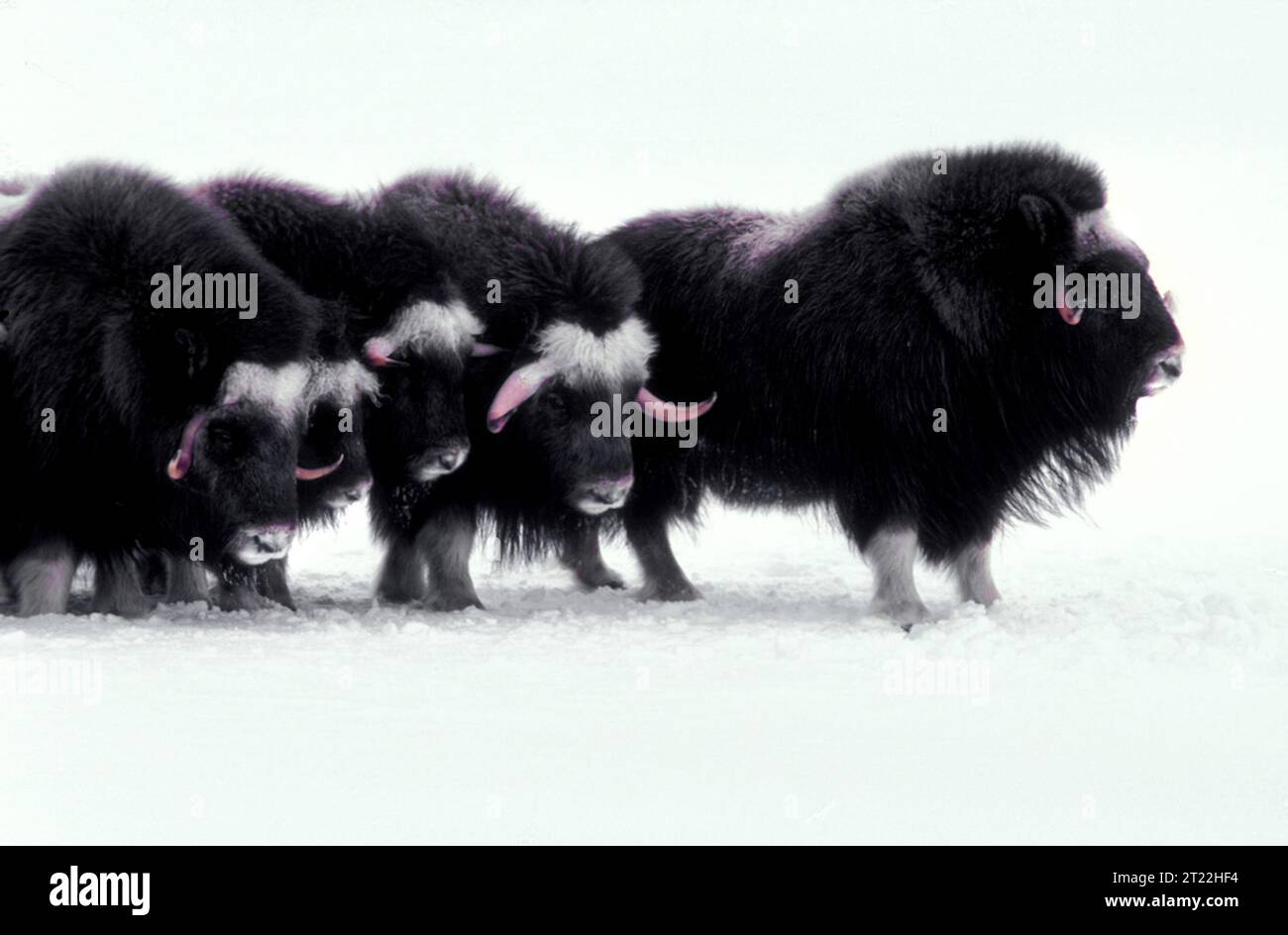 I Muskoxen sono mammiferi artici sopravvissuti al Pleistocene e migrati in Nord America tra 200.000 e 90.000 anni fa. Le popolazioni moderne in Alaska sono gestite attraverso programmi di ripristino e reintroduzione della fauna selvatica. Foto Stock