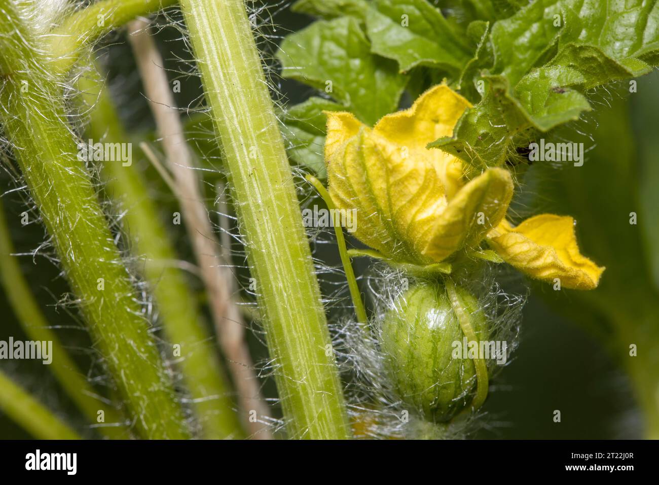Fiore di anguria. Un fiore di anguria giallo cresce in un giardino di anguria. Foto Stock