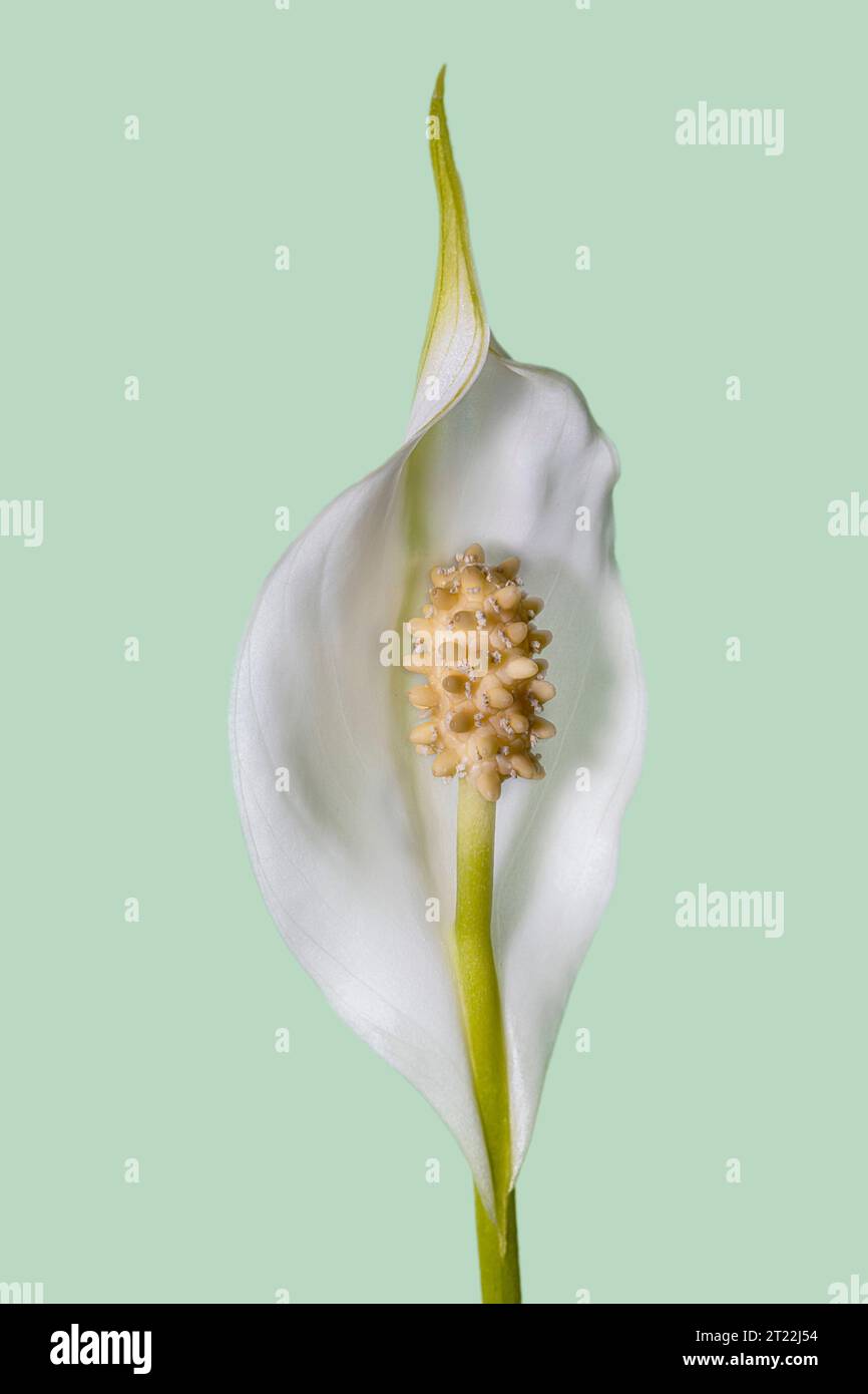 Spathiphyllum fiore in primo piano. Fiore bianco con un grande pistillo isolato su uno sfondo sfocato. Foto Stock