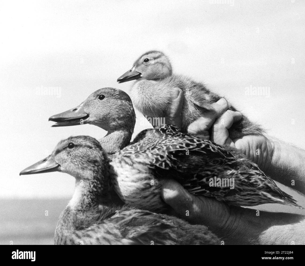 Un sondaggio condotto nel 1957 nei pressi di Swift Current, Saskatchewan, mostra giovani anatre Gadwall, Pintail e Mallard catturate e unite per lo studio della popolazione. I Mallard erano le specie più comuni registrate durante l'indagine. Foto Stock