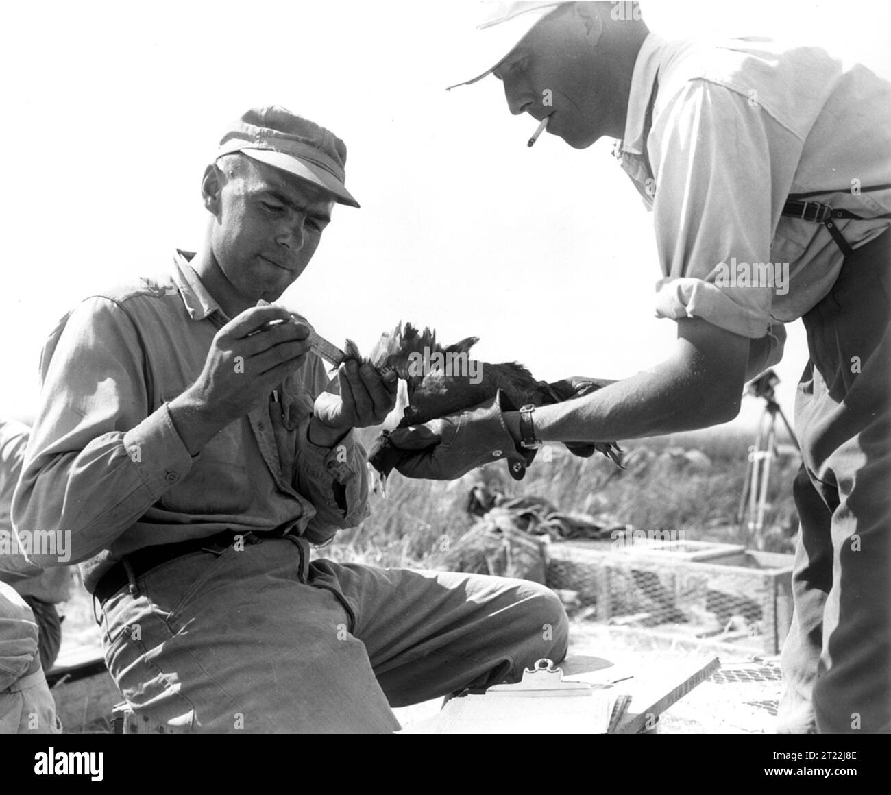 Il Waterfowl Survey del 1951 presso il lago White Water di Manitoba, Canada, si è concentrato sulla misurazione delle aree di estensione delle ali e sul monitoraggio delle condizioni delle cozze. Il sondaggio ha fornito dati preziosi alla gestione degli uccelli acquatici. Foto Stock