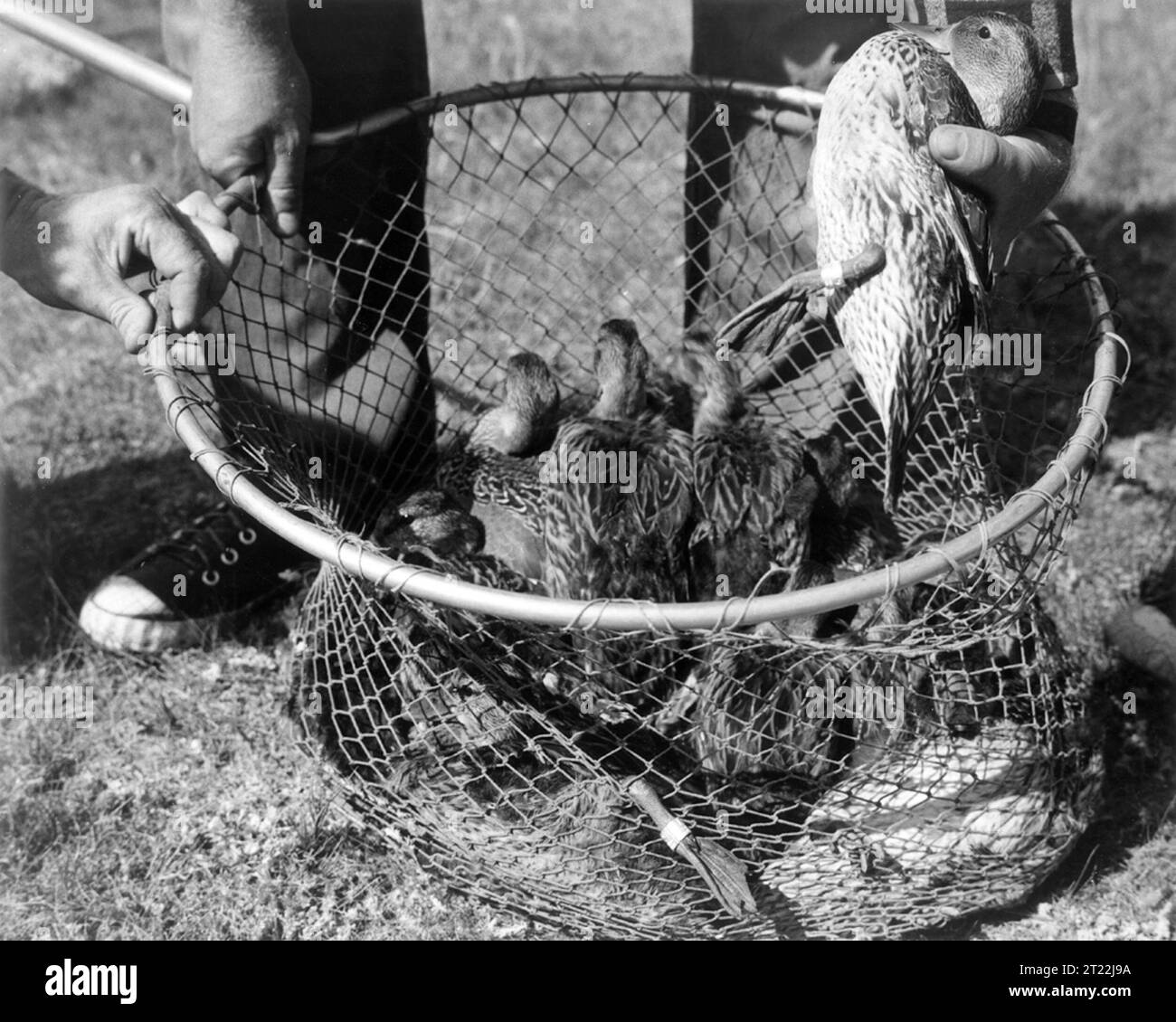 Una vista ravvicinata dal sondaggio sugli uccelli acquatici del 1957 vicino a Swift Current, Saskatchewan, mostra le anatre pintail e Mallard prima del rilascio. L’indagine ha documentato e sexed uccelli acquatici a sostegno del monitoraggio a lungo termine della popolazione. Foto Stock