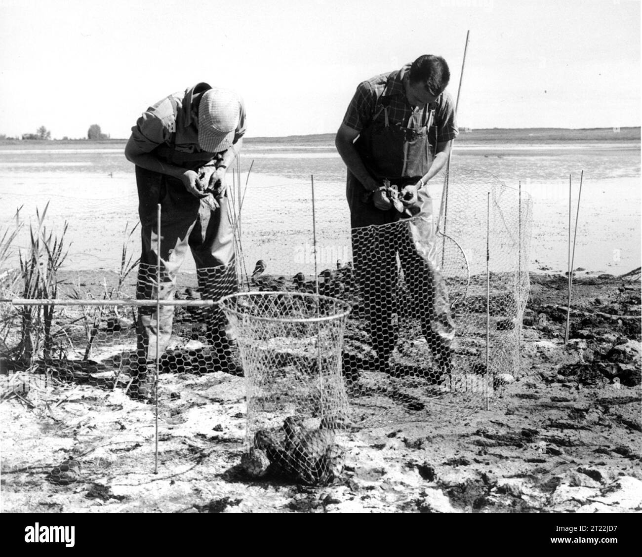 In questa foto del 1957, il biologo degli uccelli acquatici Roy Gromme e l'agente di gestione dei giochi degli Stati Uniti Joseph W. Hopkins stanno sequestrando e bordando anatre vicino a Brooks, Alberta. L'indagine faceva parte degli sforzi in corso per la gestione e la conservazione degli uccelli acquatici. Foto Stock