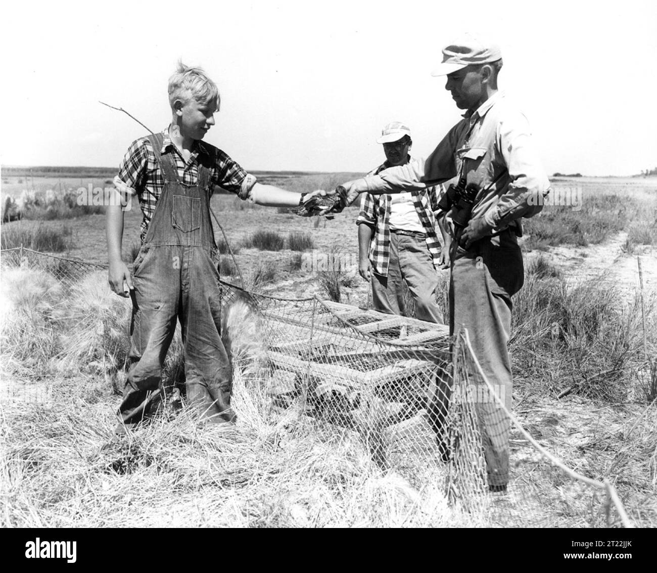Questa indagine storica sugli uccelli acquatici in Canada ha coinvolto la cattura degli uccelli e l'organizzazione in gabbie separate per le operazioni di banding. Lo sforzo ha garantito un'adeguata maneggevolezza e ridotto al minimo lo stress in caso di temperature elevate. Foto Stock