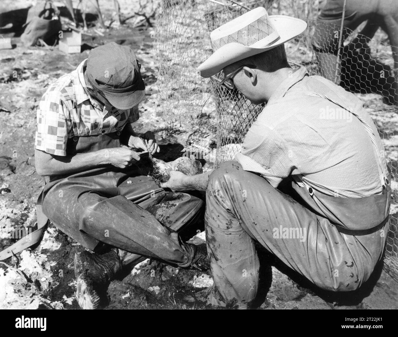 L'indagine del 1957 sugli uccelli acquatici in Canada ha documentato che i biologi hanno legato una giovane anatra pintail a Brooks, Alberta. Lo sforzo si è concentrato sulle popolazioni di uccelli acquatici e sui comportamenti migratori. Foto Stock