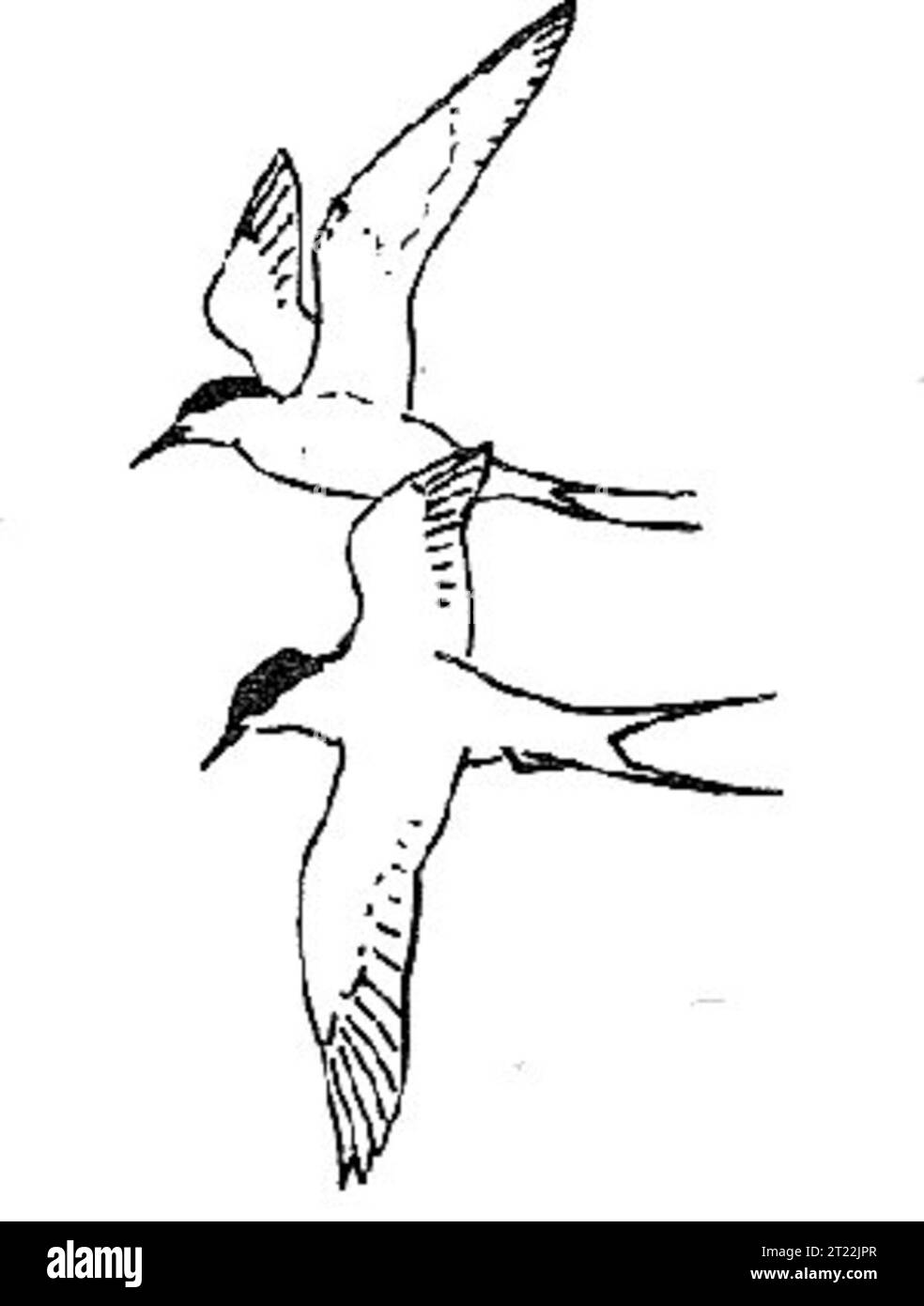 Illustrazione di due Sterne artiche, note per le loro lunghe migrazioni. Questi uccelli sono ottimi volanti e migrano per migliaia di chilometri tra i campi di riproduzione e di svernamento. Foto Stock