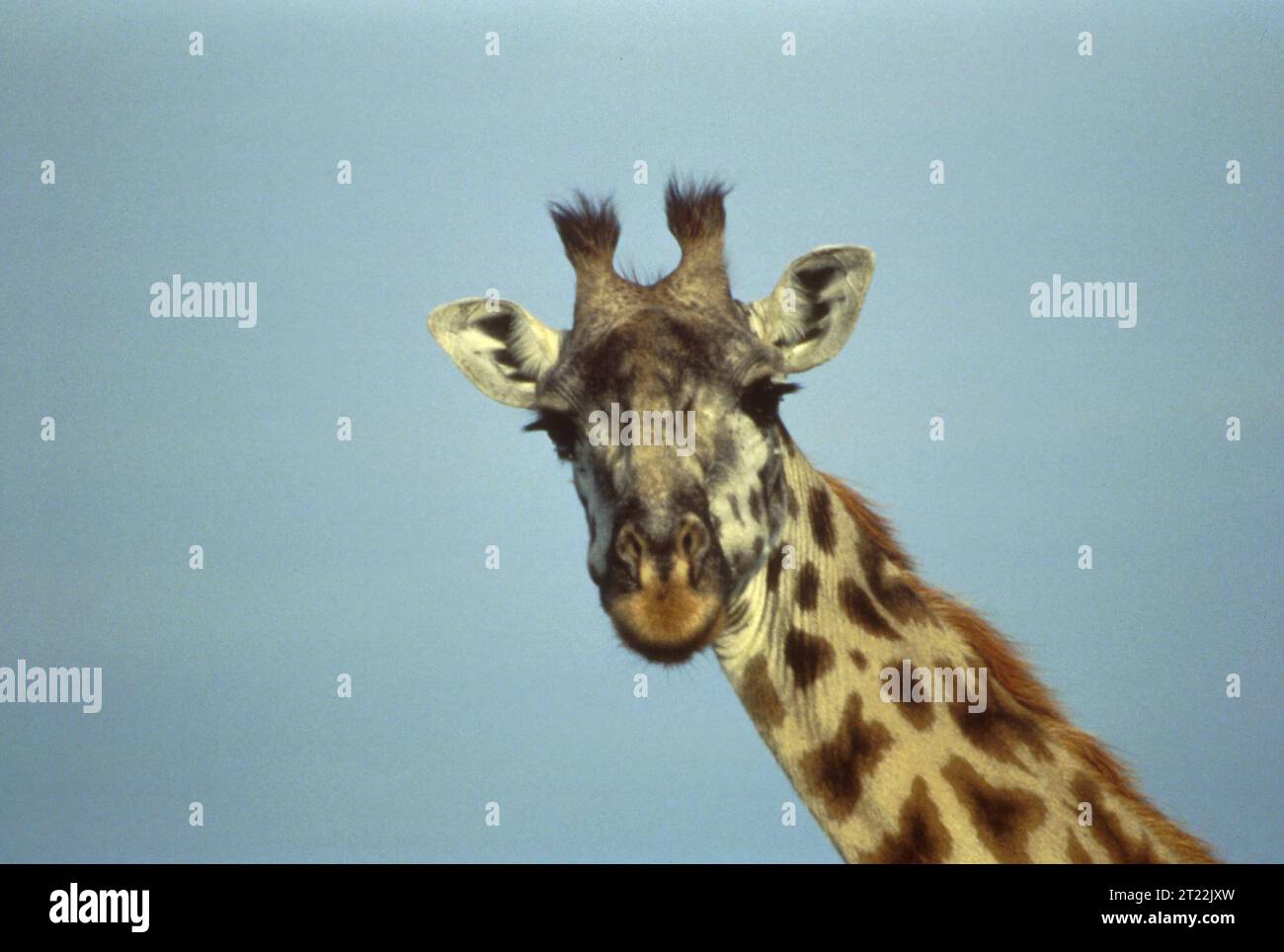 La giraffa, originaria dell'Africa, è l'animale terrestre più alto del mondo. Il suo lungo collo e i suoi punti unici lo rendono facilmente riconoscibile nelle savane e nei boschi aperti. Foto Stock