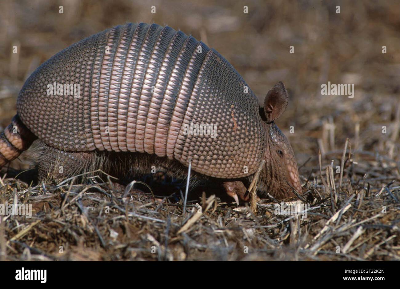 L'armadillo è un mammifero notturno noto per il suo caratteristico guscio corazzato. Comune in Oklahoma, spesso abita aree asciutte e aperte ed è onnivoro, nutrendosi di insetti, piccoli animali e piante. Foto Stock