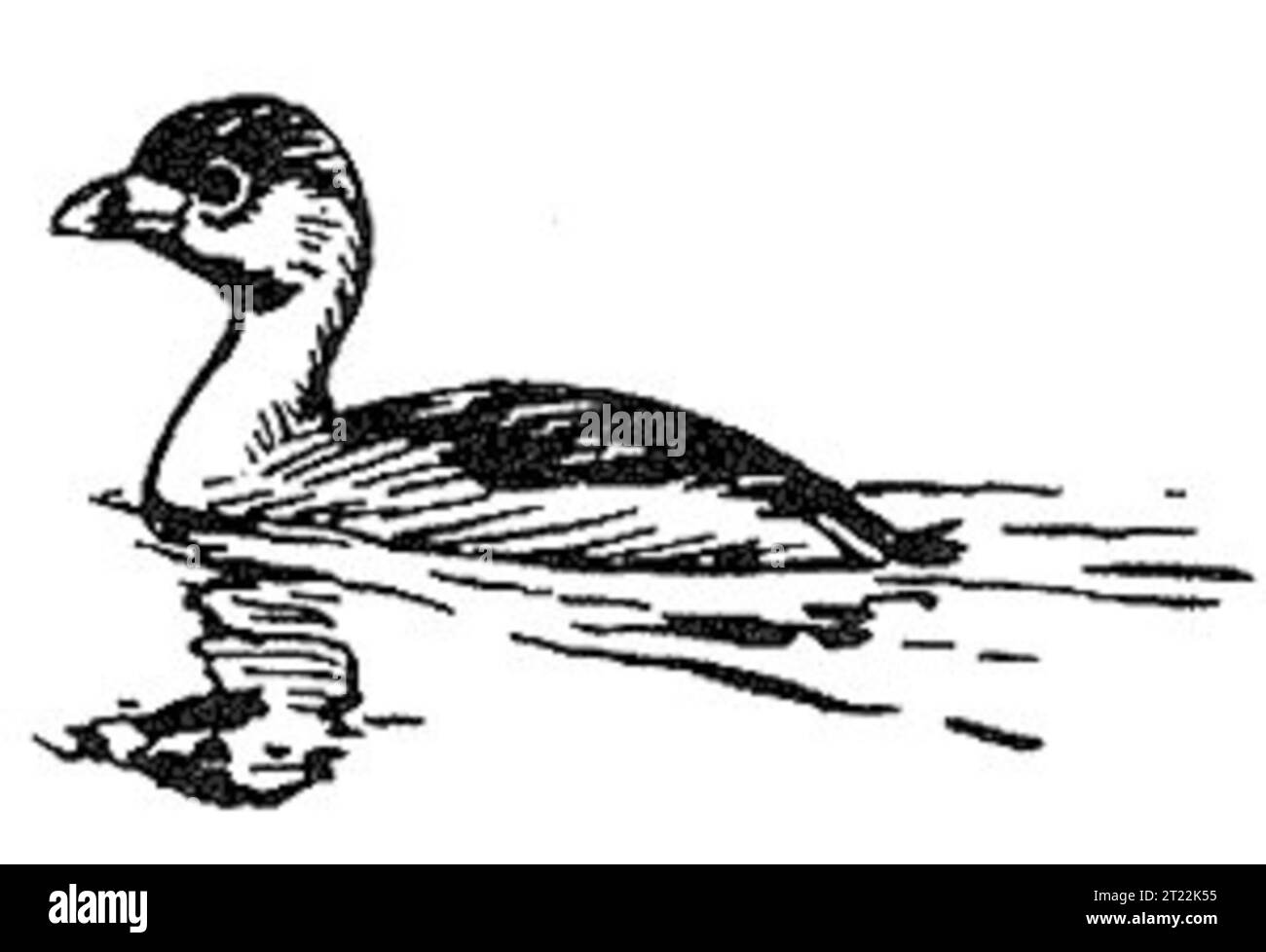 Questa illustrazione a linee raffigura un grebe a becco d'acqua, un piccolo uccello d'acqua noto per il suo caratteristico anello nero intorno al becco. Si trova spesso nei laghi e nelle paludi d'acqua dolce in tutto il Nord America, dove si nutre di insetti acquatici e piccoli pesci. Foto Stock