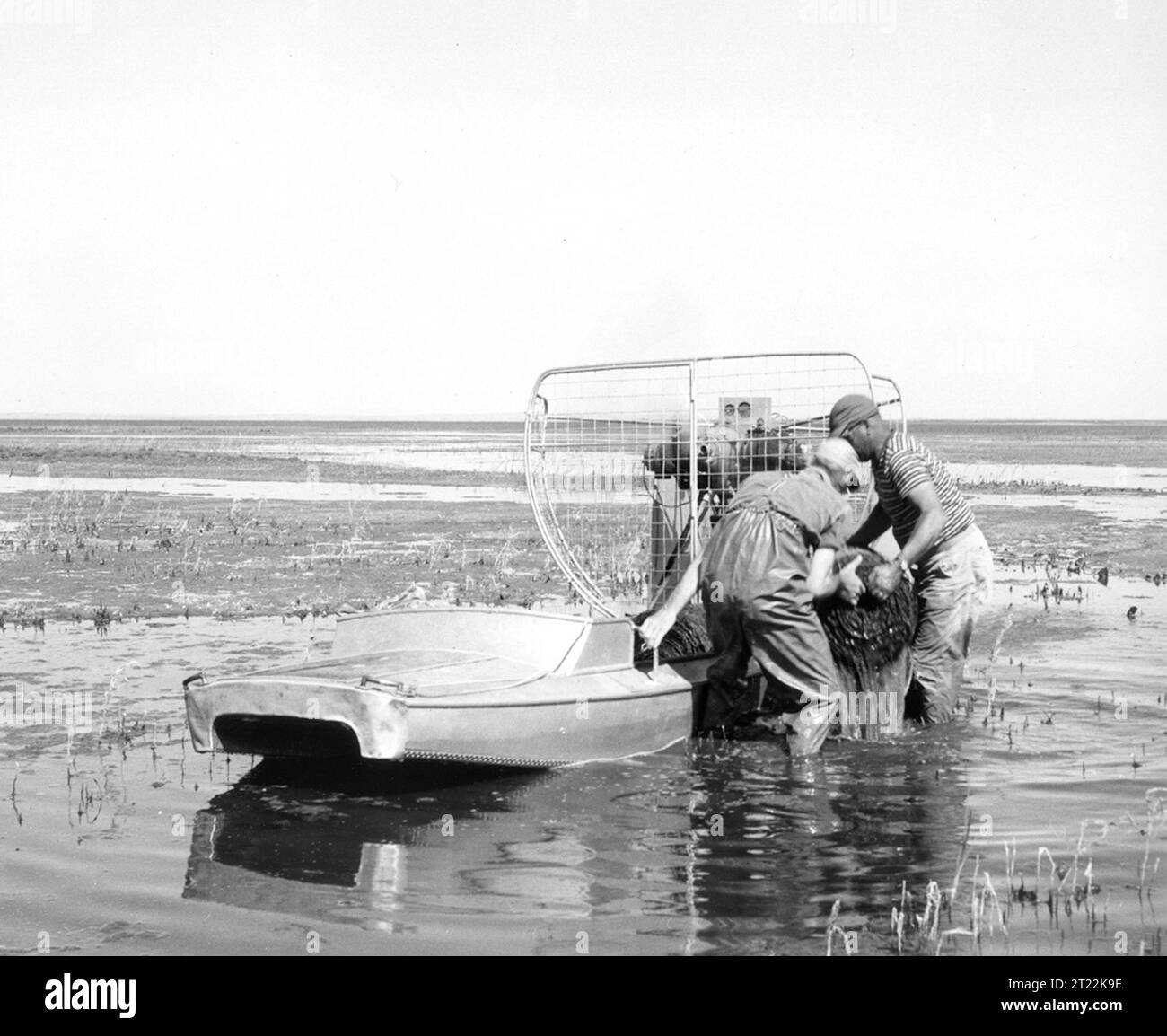 Nel 1951, le operazioni di sbarco di uccelli acquatici furono condotte a Johnson Lake, Saskatchewan. Gli agenti di gestione dei giochi degli Stati Uniti hanno rimosso le ali dalle trappole per completare il loro compito, supportando gli sforzi per monitorare la migrazione e le popolazioni degli uccelli. Foto Stock