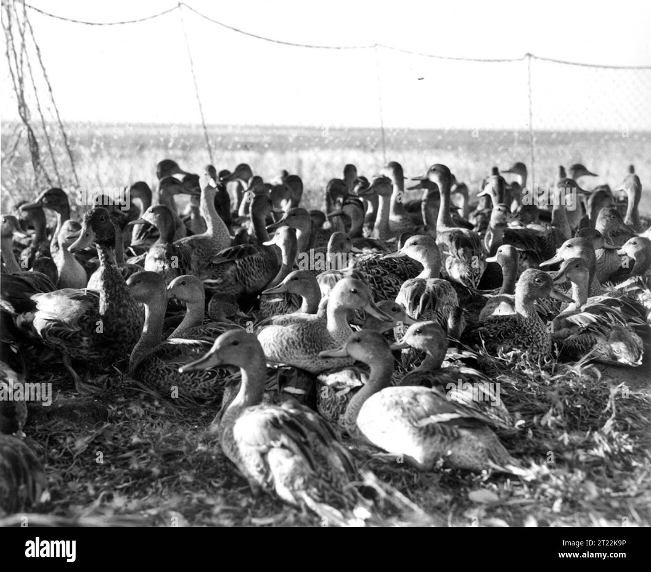 Le anatre sono viste in una trappola a Johnson Lake, Saskatchewan, all'inizio degli anni '1950, come parte di una storica indagine sugli uccelli acquatici. Il sondaggio ha contribuito a monitorare le popolazioni di uccelli acquatici e i modelli di migrazione. Foto Stock