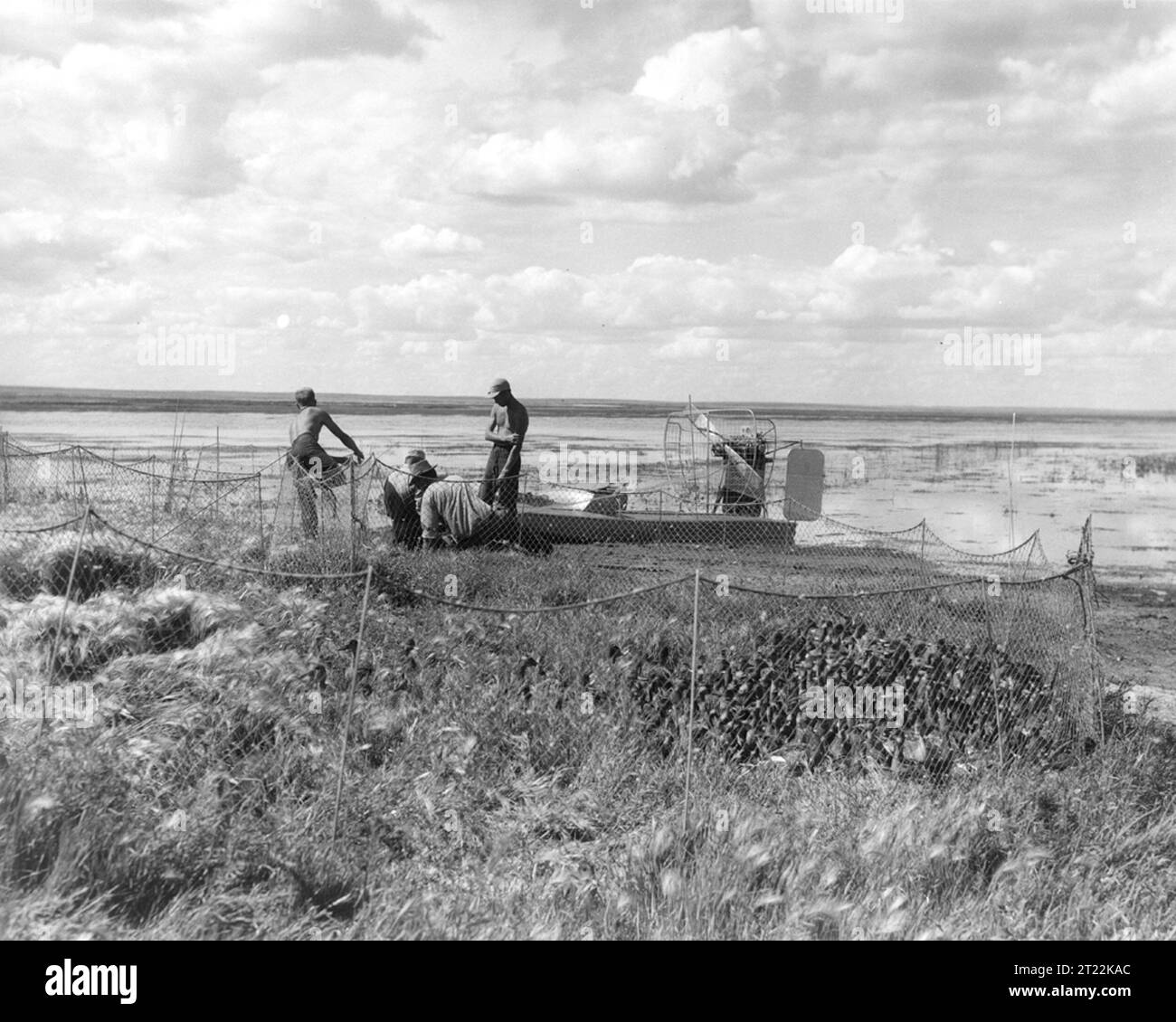 Un'indagine storica sugli uccelli acquatici mostra anatre, per lo più pintail e mallards, catturate in trappole per strisciare. L'indagine è stata condotta a Brooks, Alberta, Canada all'inizio degli anni '1950 per monitorare le popolazioni di uccelli acquatici. Foto Stock