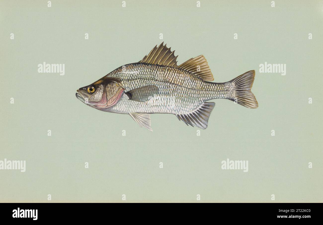Opera d'arte raffigurante un Perco bianco, una specie di pesce d'acqua dolce, parte di una collezione commissionata dal Fish and Wildlife Service negli anni '1970 Foto Stock