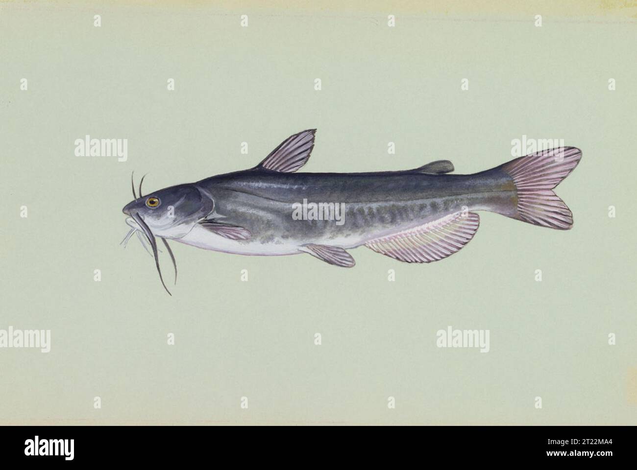 Opera d'arte del pesce gatto bianco, una specie d'acqua dolce originaria del Nord America orientale, conservata negli archivi del DC Booth Fish Hatchery nel South Dakota. Foto Stock