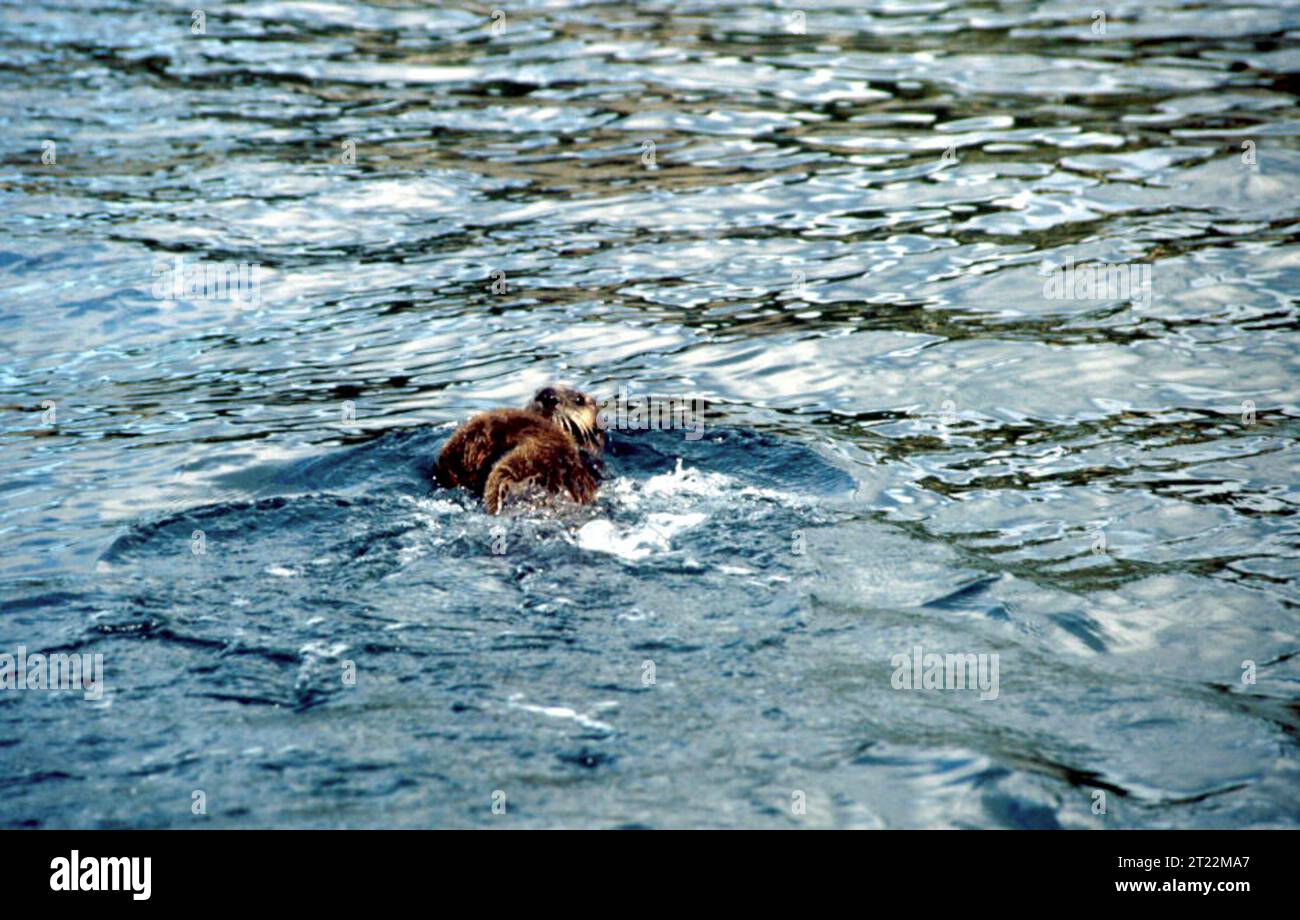 La lontra marina (Enhydra lutris) è un mammifero marino che si trova lungo le acque costiere del Pacifico settentrionale, noto per la sua densa pelliccia e l'uso di strumenti per aprire i molluschi. Foto Stock