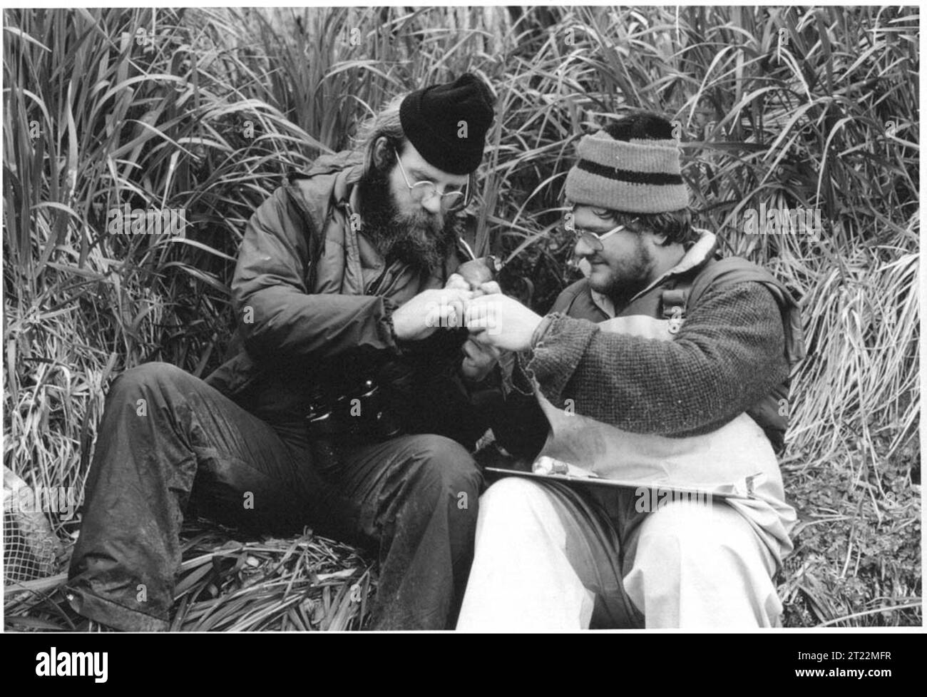John Trapp e Dennis Woolington misurano un Crested Auklet nelle Aleutine, parte dell'Alaska Maritime National Wildlife Refuge. Il rifugio ospita molte specie di uccelli marini, il che lo rende un sito importante per la ricerca e la conservazione degli uccelli. Foto Stock