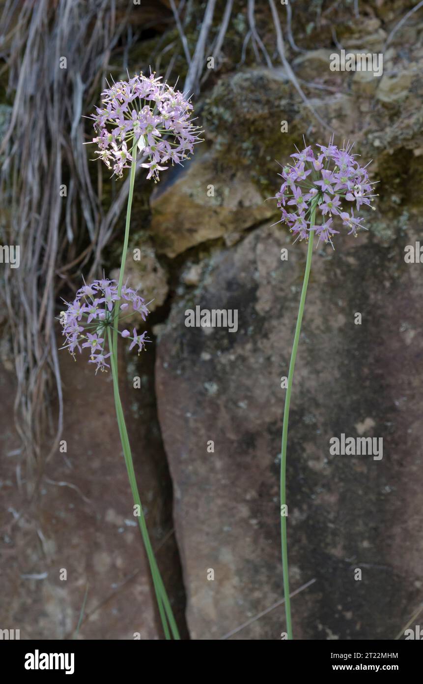 Cipolla d'autunno, Allium stellatum Foto Stock
