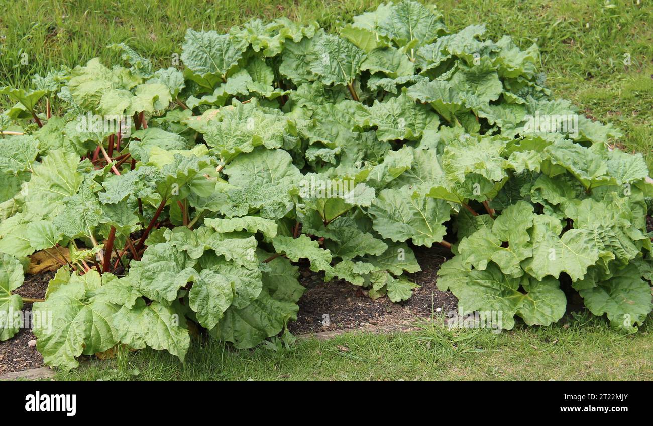 Una sana collezione di piante vegetali di rabarbaro. Foto Stock