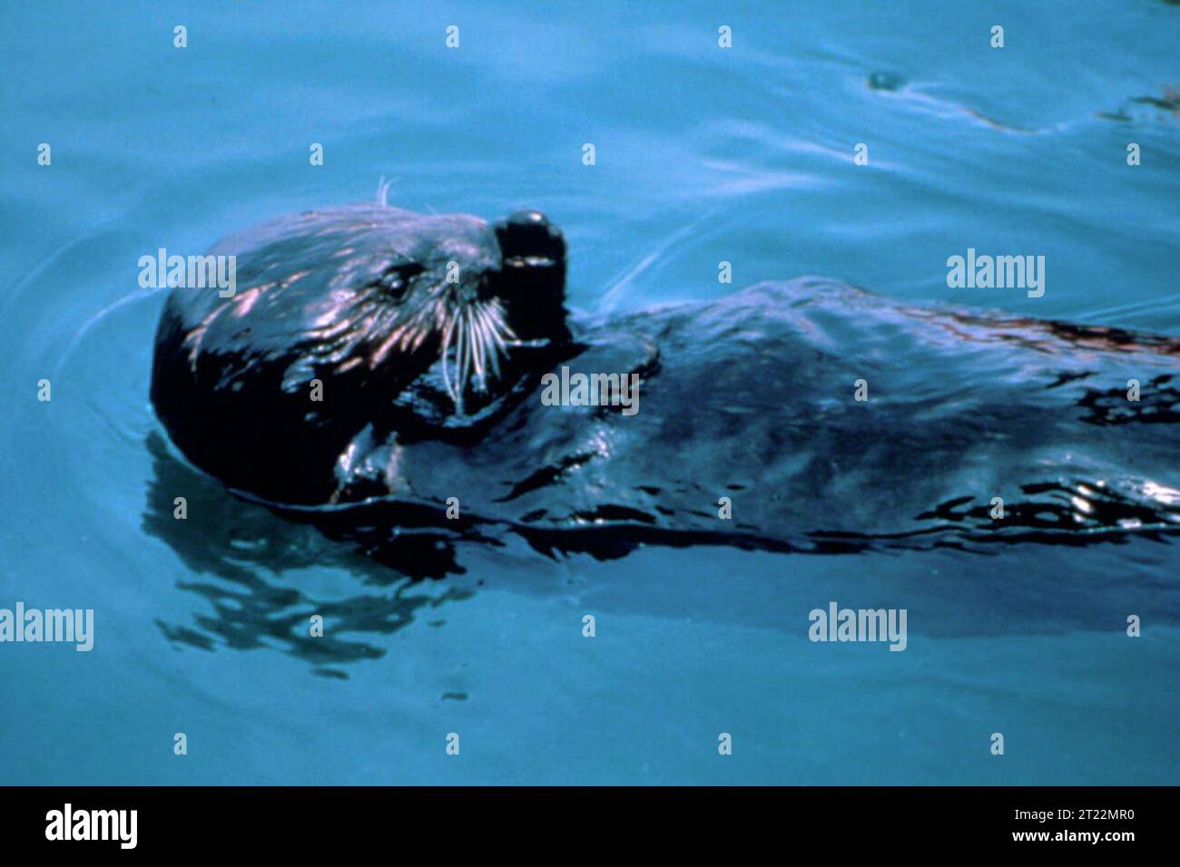 La lontra di mare, Enhydra lutris, è nota per la sua densa pelliccia e la capacità di usare strumenti. Questi mammiferi marini svolgono un ruolo importante negli ecosistemi costieri, controllando le foreste di alghe e mantenendo la biodiversità marina. Foto Stock