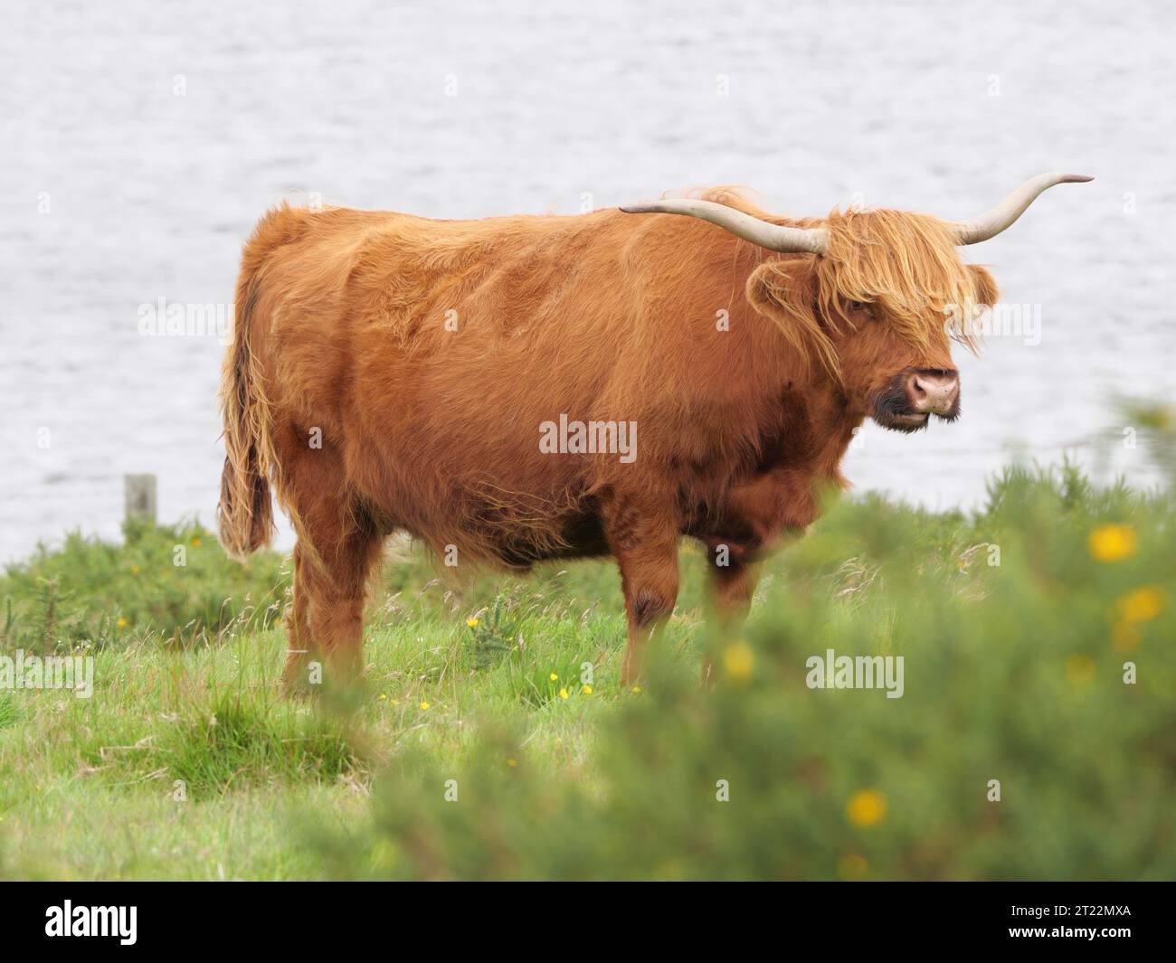 Un bovino delle Highland con un mantello di argilla marrone e grandi corna si trova su un pascolo verde Foto Stock