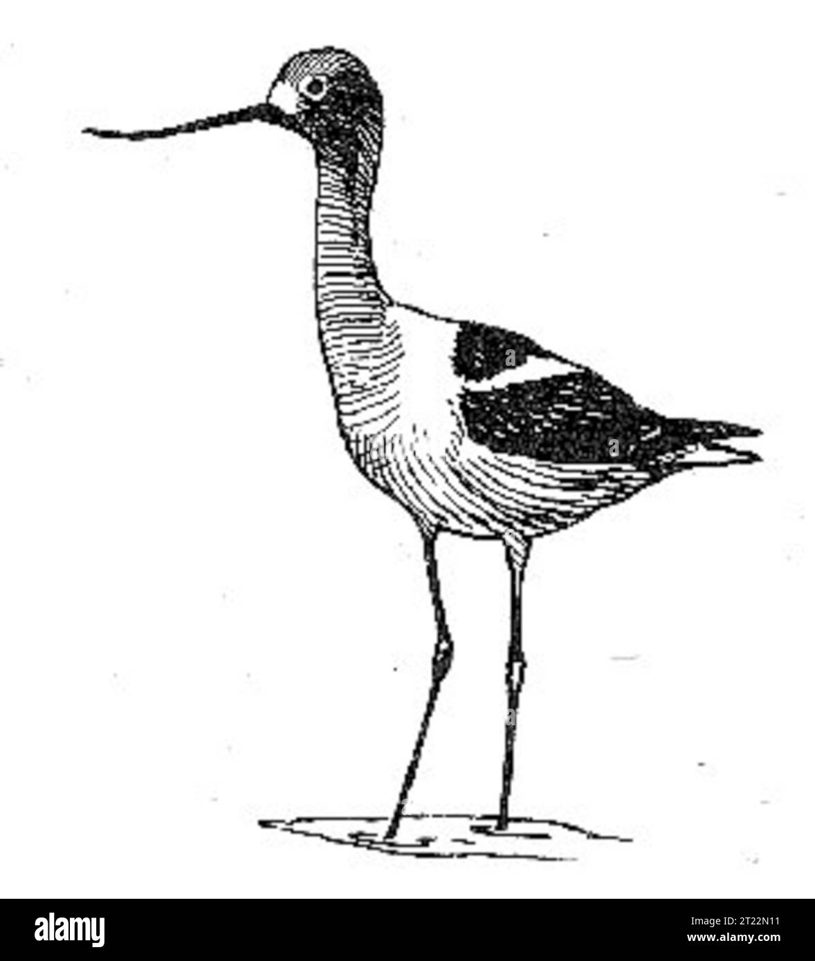 L'American avocet (Recurvirostra americana) è un Wading shorebird con un lungo disegno di legge rovesciato. Si trova comunemente nelle zone umide poco profonde, dove si nutre di insetti e piccoli invertebrati. Foto Stock