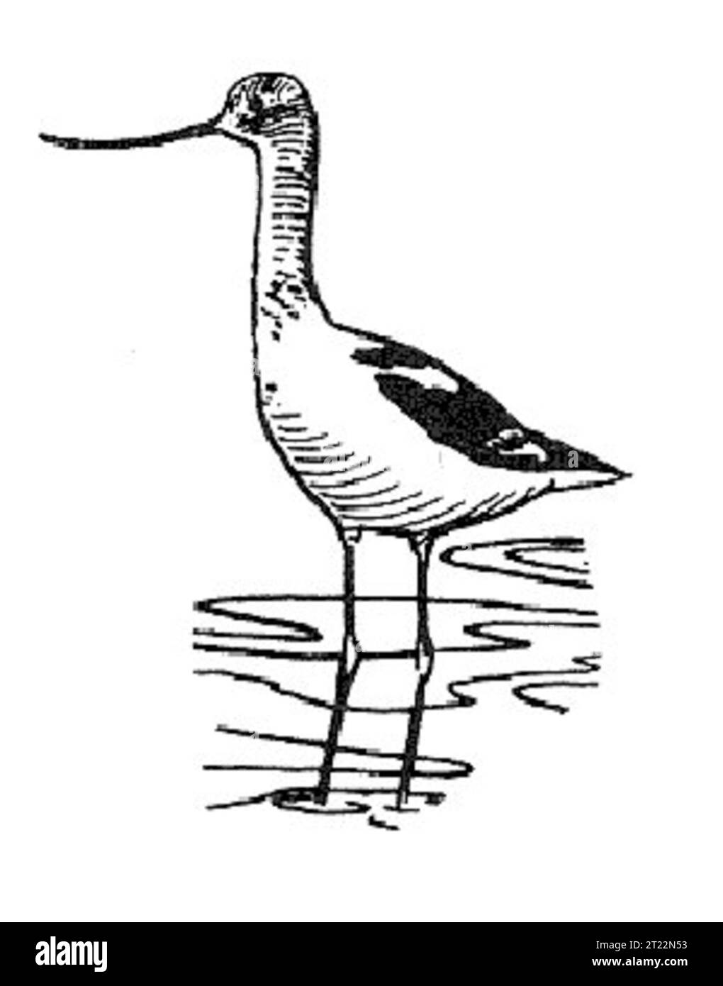 L'Avocet (Recurvirostra americana) è un uccello da guado noto per il suo lungo becco curvo e il caratteristico piumaggio bianco e nero. Si trova comunemente nelle zone umide poco profonde ed è una specie importante negli ecosistemi acquatici. Foto Stock