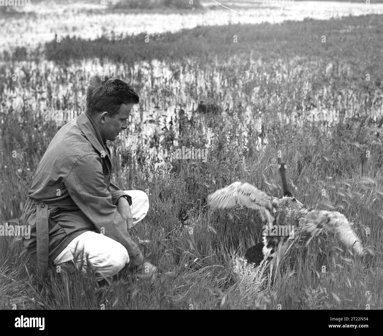 Un rappresentante canadese della fauna selvatica rilascia un'oca flapper sciolta in natura dopo aver completato un'indagine sugli uccelli acquatici in Alberta, Canada. La banda fornisce informazioni preziose sulle tendenze della migrazione e della popolazione. Foto Stock