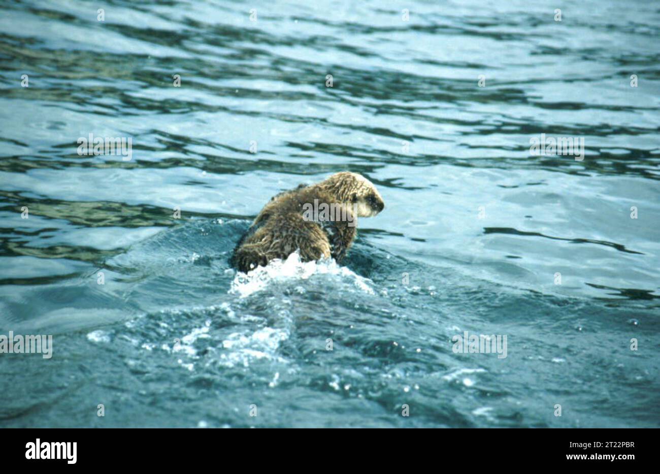 Una lontra di mare (Enhydra lutris) galleggia sulla schiena in acqua, usando gli strumenti per rompere i crostacei aperti. Questi mammiferi marini sono fondamentali per mantenere gli ecosistemi delle foreste di alghe. Foto Stock