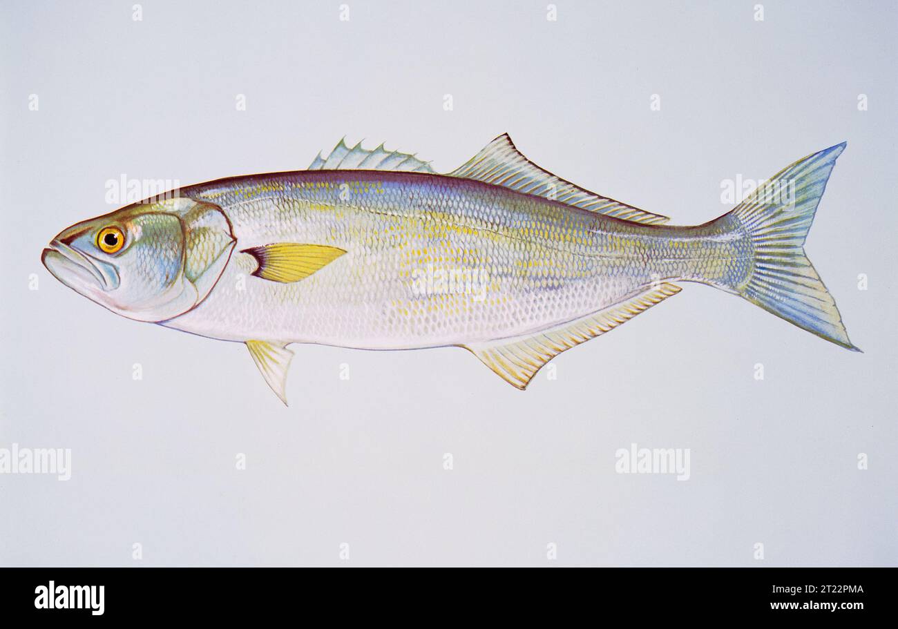 Una scansione di opere d'arte raffiguranti il pesce azzurro, una specie nota per la sua natura aggressiva e la distribuzione diffusa lungo la costa orientale degli Stati Uniti. L'opera fa parte di una collezione al DC Booth Fish Hatchery di Spearfish, SD, che illustra specie acquatiche. Foto Stock