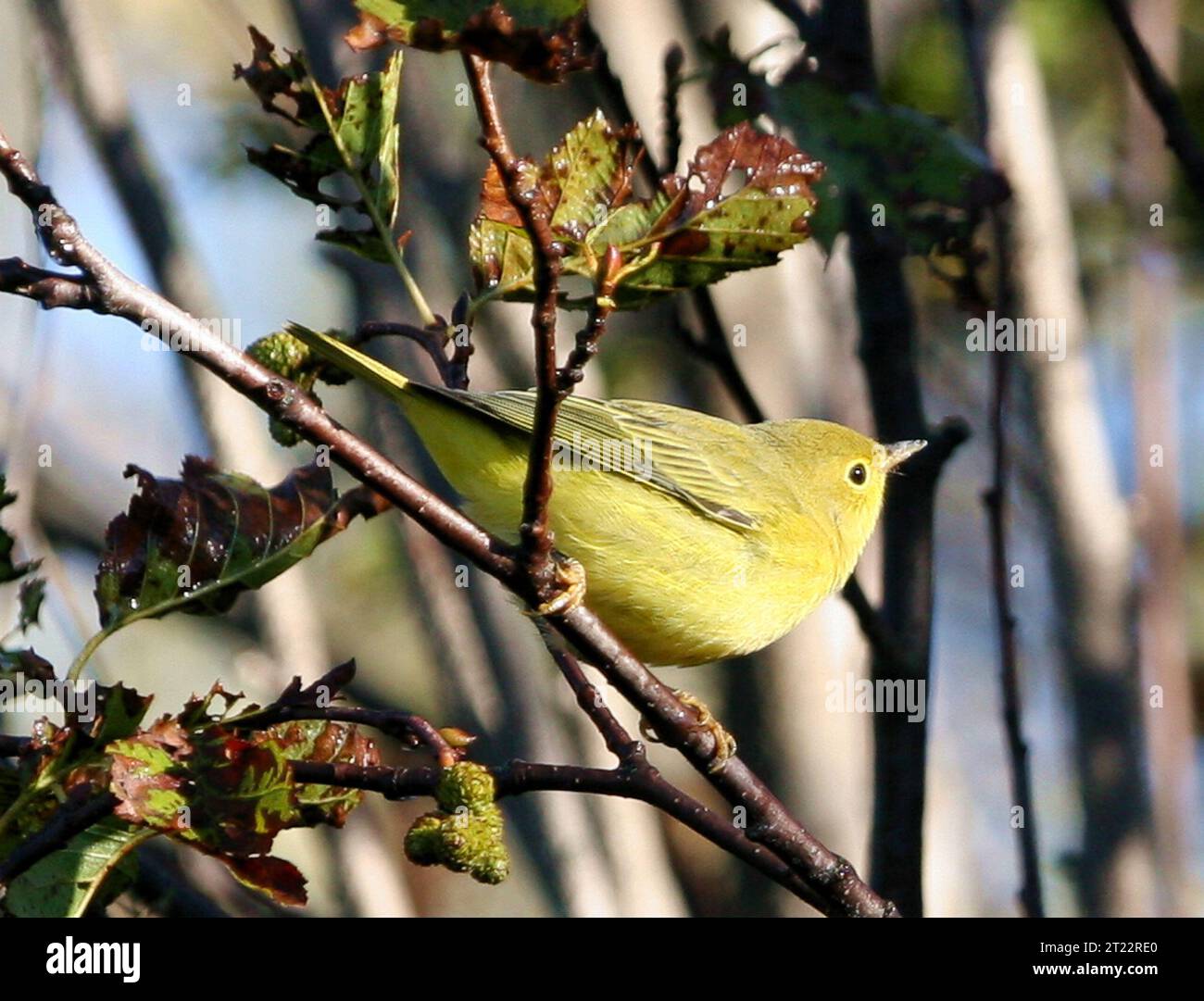 Il Yellow Warbler è un piccolo songbird dai colori vivaci che si trova in tutto il Nord America. Il suo sorprendente piumaggio giallo e la sua allegra canzone lo rendono uno dei preferiti dagli appassionati di birdwatching. Questi uccelli si trovano spesso in aree ripariali, zone umide e foreste, in particolare durante la migrazione. Foto Stock