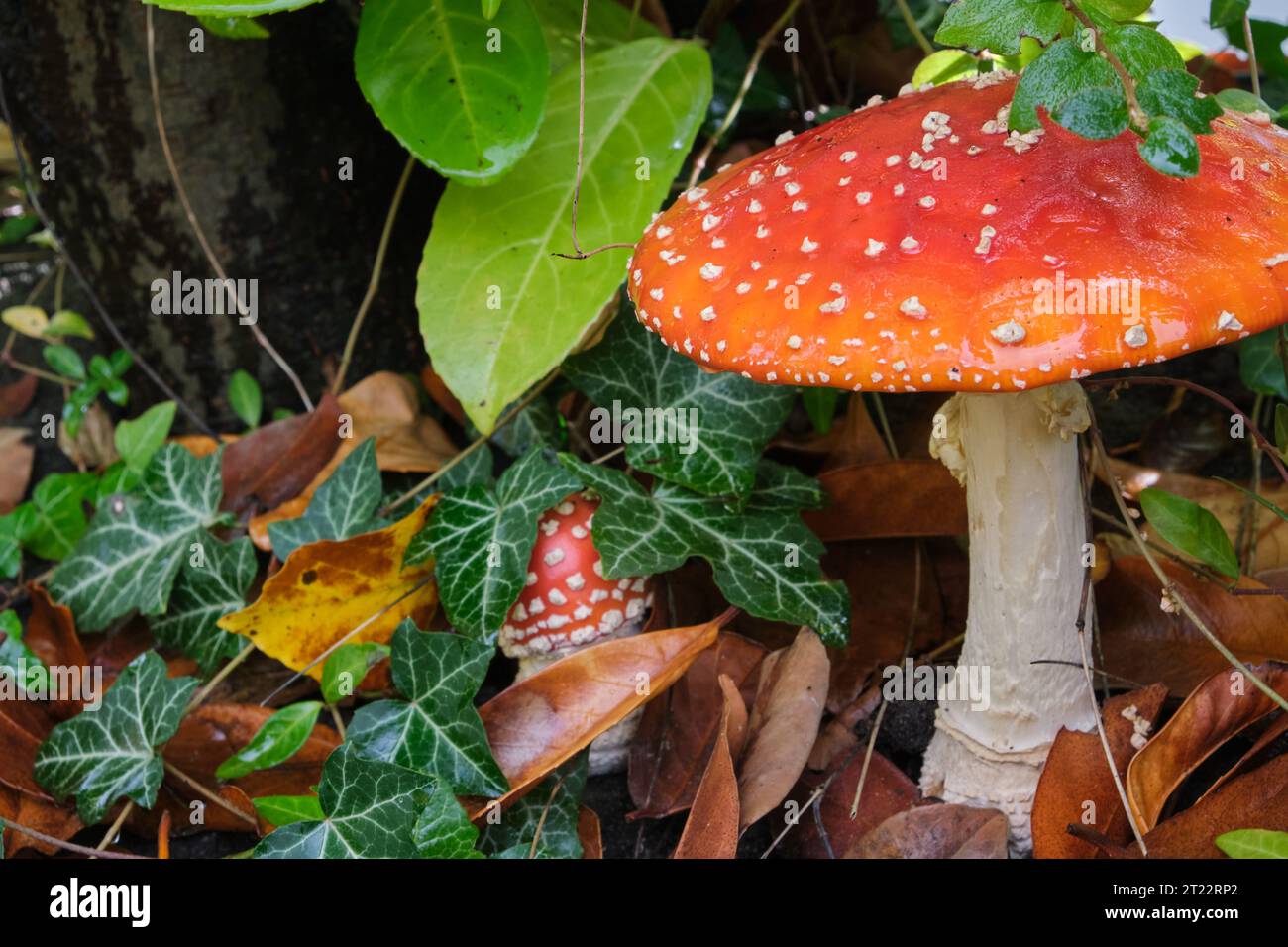 Due funghi agarici mosche (Amanita muscaria) che producono corpi fruttiferi nella fase iniziale e nella fase completamente sviluppata circondati da edera (Hedera Helix) Foto Stock