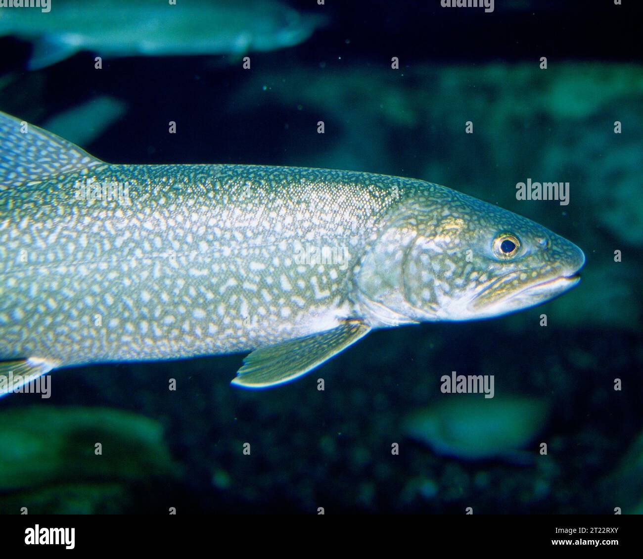 La trota di lago (Salvelinus namaycush) è una specie di pesci d'acqua fredda che abita laghi d'acqua dolce in tutto il Nord America. Foto Stock