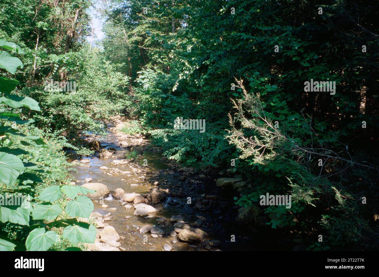 River Habitat;Water;Alleghany County; Creek. Soggetti: Scenics; ambienti acquatici; fiumi e ruscelli. Località: Virginia. . 1998 - 2011. Foto Stock