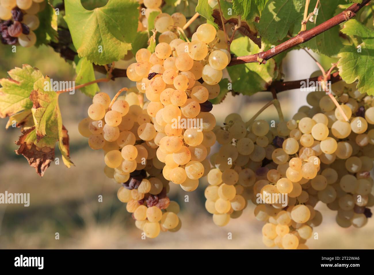 Monbazillac. Grappoli di uva con inizio di marciume nobiliare (Botrytis cinerea) segno di maturazione per la vendemmia nelle vigne e nei vigneti di Monbazi Foto Stock