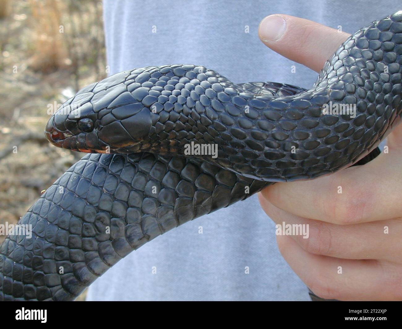 Minacciato serpente indaco orientale (maschio), Georgia. Creatore: Pattavina, Pete. Nota descrittiva: Serpente indaco orientale maschile, Drymarchon corais couperi. Soggetti: Serpente indaco orientale; ft. Stewart Military base; Georgia; Coastal Environments Plain Physiographic Province; Drymarchon corais couperi; habitat di colline sabbiose; indagini; specie minacciate di estinzione; specie minacciate specie; rettili. Foto Stock