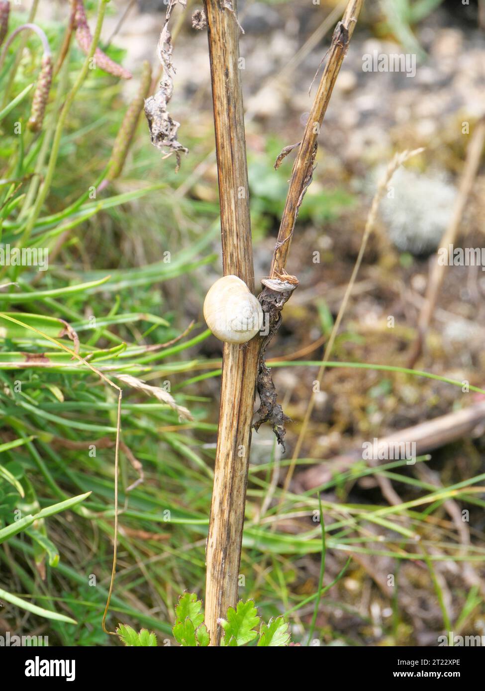 Molte lumache di sabbia mediterranea Theba pisana appese su un muro bianco nel caldo di mezzogiorno a Porthcurno, nel sud dell'Inghilterra Foto Stock