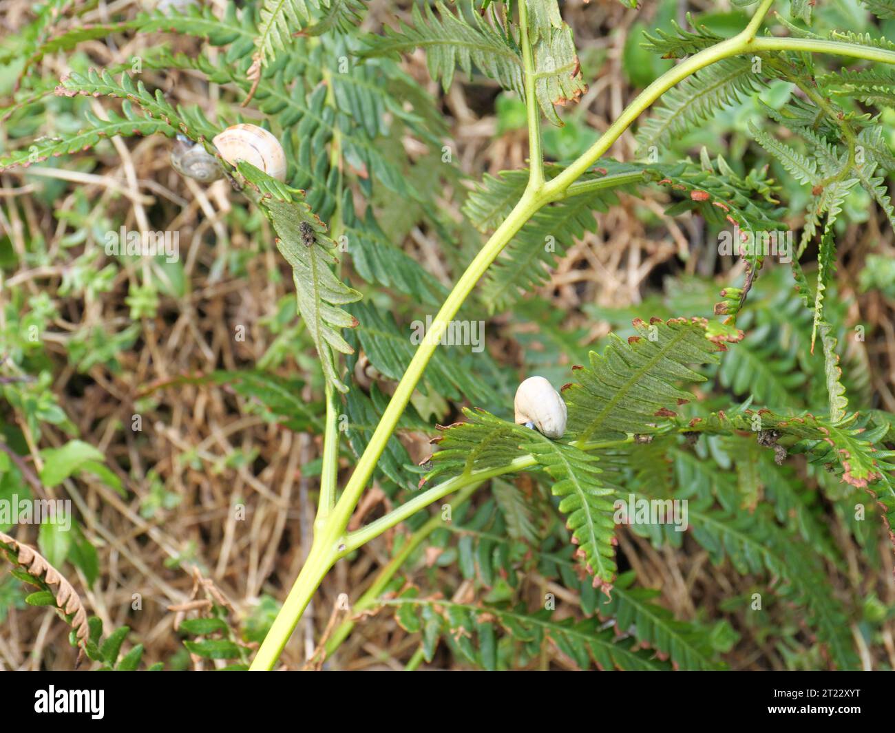 Le lumache di sabbia mediterranea Theba pisana sopravvivono al caldo di mezzogiorno su una felce a Porthcurno, nel sud dell'Inghilterra Foto Stock