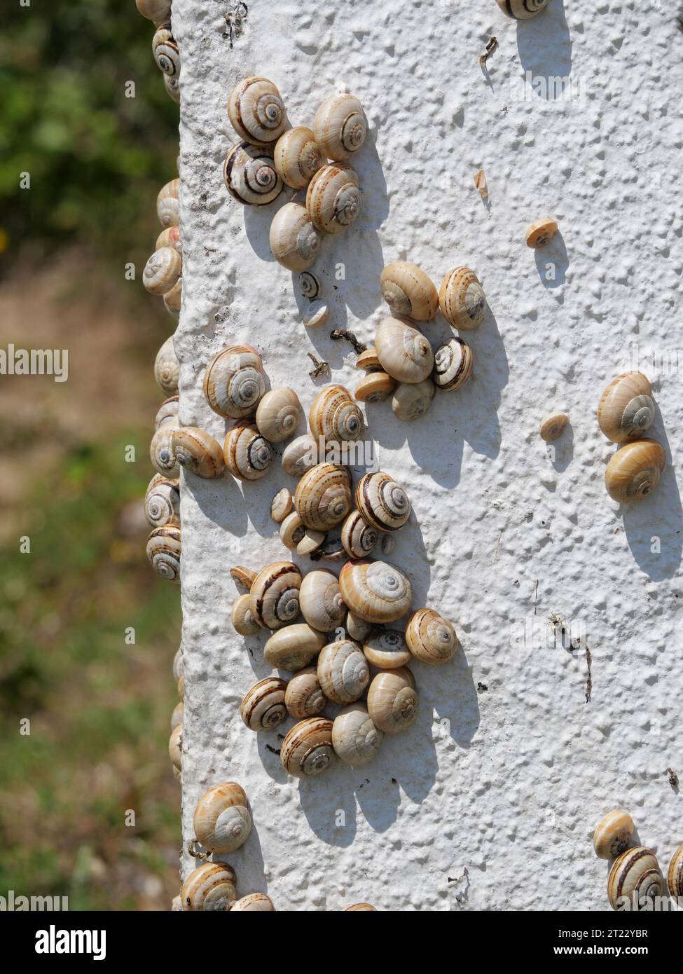Molte lumache di sabbia mediterranea Theba pisana appese su un muro bianco nel caldo di mezzogiorno a Porthcurno, nel sud dell'Inghilterra Foto Stock