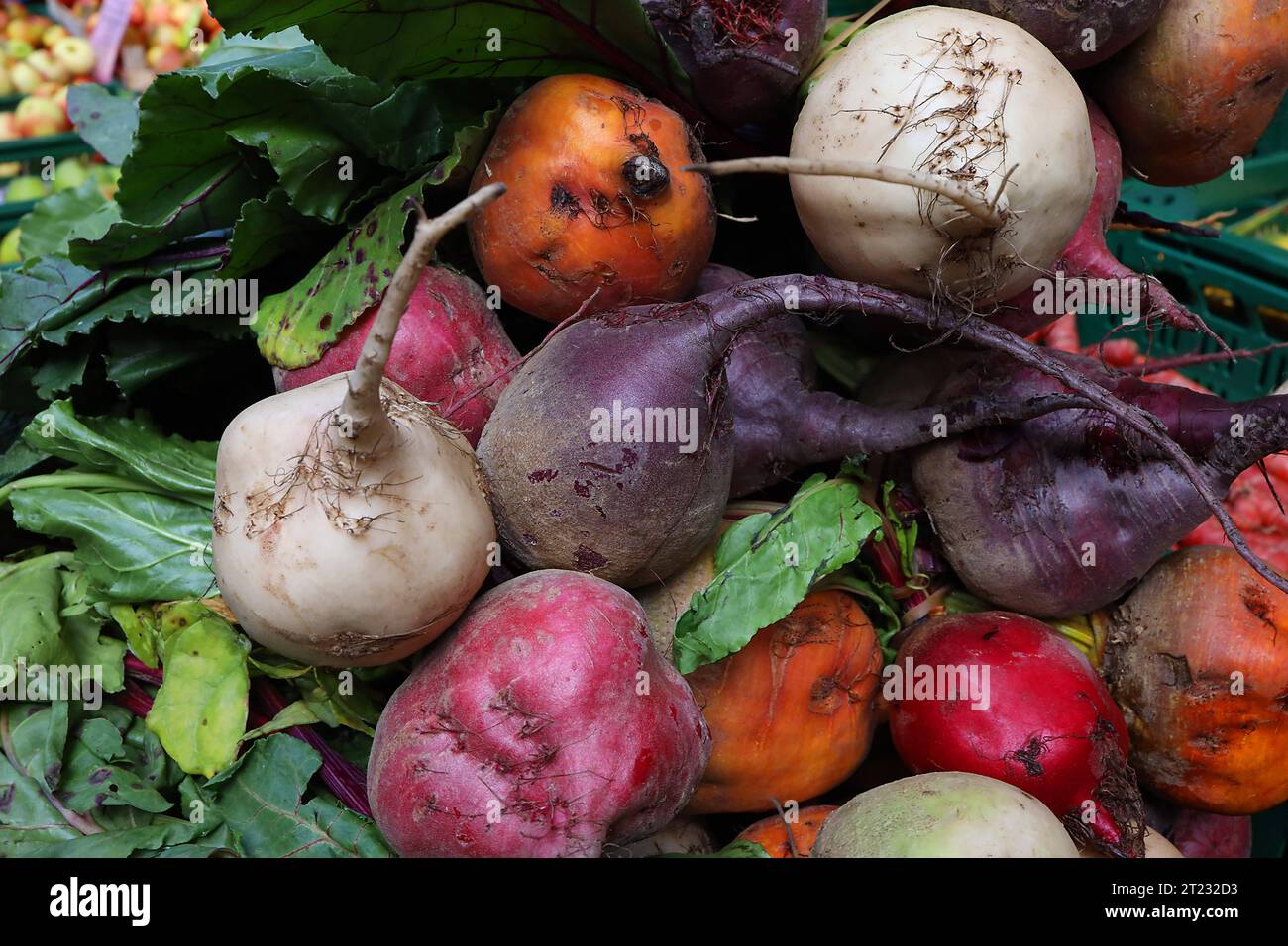 14.10.2023/Thüringen Weimar Zwiebelmarkt Herbst Herbstgemüse Ringelbete caramelle barbabietole betterave chioggia bunte Bete *** 14 10 2023 Turingia Weimar mercato della cipolla autunnale boccoli di verdure caramelle barbabietola da zucchero betterave chioggia barbabietola colorata credito: Imago/Alamy Live News Foto Stock