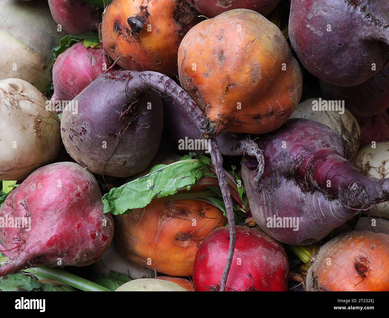 14.10.2023/Thüringen Weimar Zwiebelmarkt Herbst Herbstgemüse Ringelbete caramelle barbabietole betterave chioggia bunte Bete *** 14 10 2023 Turingia Weimar mercato della cipolla autunnale boccoli di verdure caramelle barbabietola da zucchero betterave chioggia barbabietola colorata credito: Imago/Alamy Live News Foto Stock