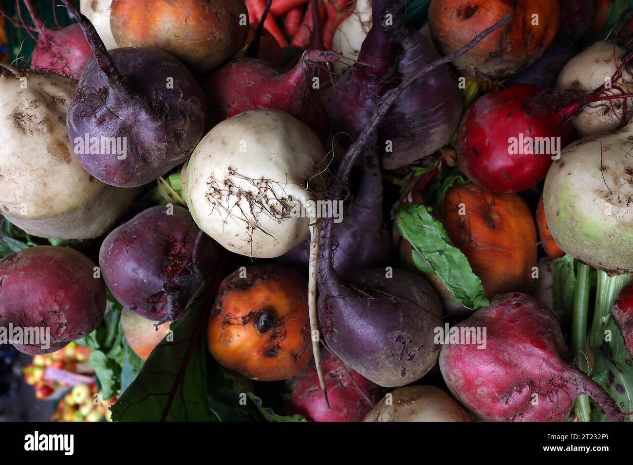 14.10.2023/Thüringen Weimar Zwiebelmarkt Herbst Herbstgemüse Ringelbete caramelle barbabietole betterave chioggia bunte Bete *** 14 10 2023 Turingia Weimar mercato della cipolla autunnale boccoli di verdure caramelle barbabietola da zucchero betterave chioggia barbabietola colorata credito: Imago/Alamy Live News Foto Stock