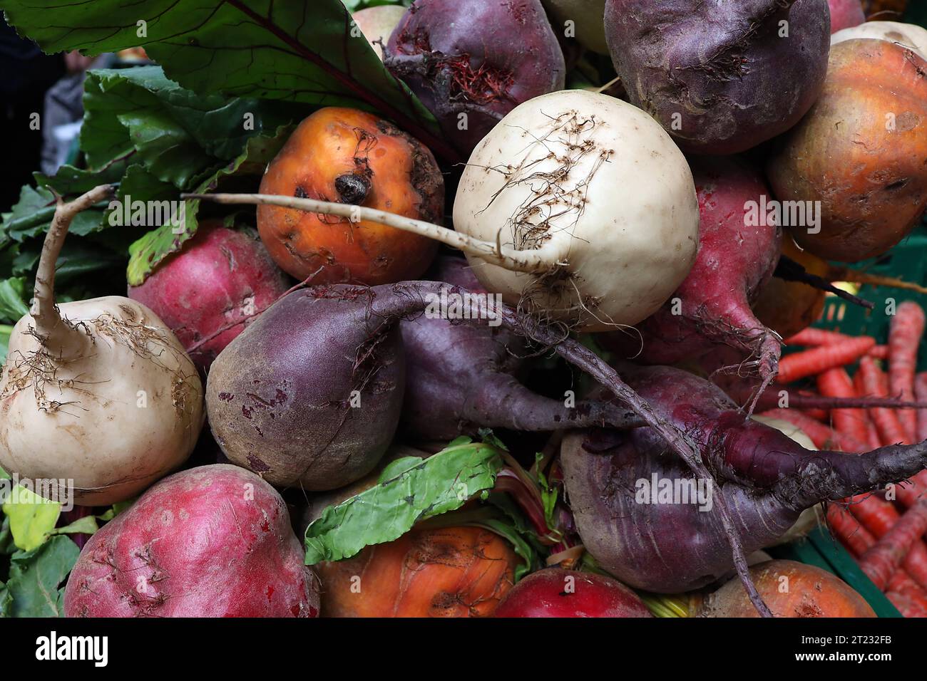 14.10.2023/Thüringen Weimar Zwiebelmarkt Herbst Herbstgemüse Ringelbete caramelle barbabietole betterave chioggia bunte Bete *** 14 10 2023 Turingia Weimar mercato della cipolla autunnale boccoli di verdure caramelle barbabietola da zucchero betterave chioggia barbabietola colorata credito: Imago/Alamy Live News Foto Stock